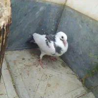 کبوتر شهری