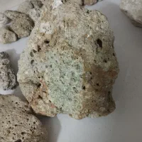 فروش سنگ دریایی با وزن ۳.۷ کیلوگرم