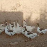 غاز گوشتی|حیوانات مزرعه|مراغه, |دیوار