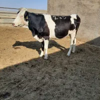 گاو تلیسه