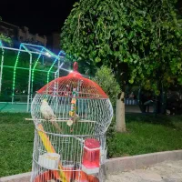 عروس هلندی