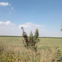 نیازمند نیرو کار کشاورزی چاه