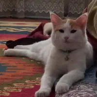 واگذاری گربه