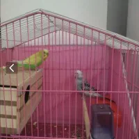 مرغ عشق