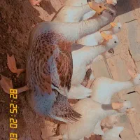 اردک