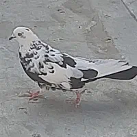 ماده اصفهانی