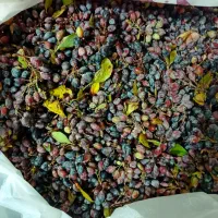 فروش زرشک کوهی