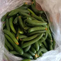 خیار شوری