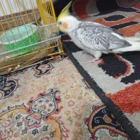 فروش عروس هلندی