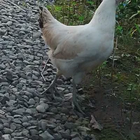 نیمچه مرغ