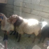 دام، گوسفند