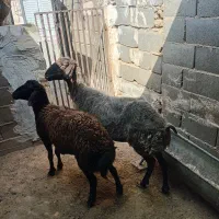 میش افشاردرشت