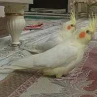 عروس هلندی