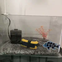 آکواریوم سالم