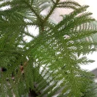 کاج مطبق ۱متر و نیم و چنتا گل دیگر