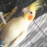 عروس هلندی ماده