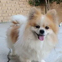 سگ پامر خرسی لبخندی