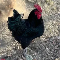 مرغ خروس جوجه تخم استرالوپ