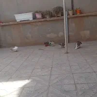 چهار عددکبوتر