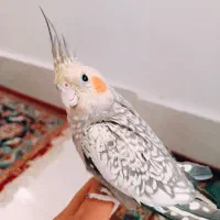 عروس هلندی