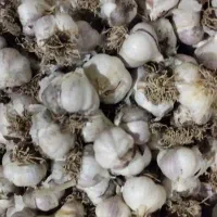 سیر محلی و عناب کسی خواست در خدمتم