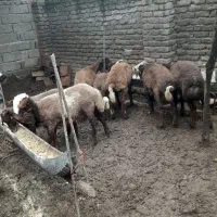 بره نر و ماده قربانی