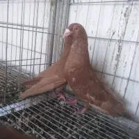 نرماده زرد پلاکی