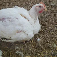 فروش مرغ زنده