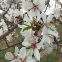 کاه گندم