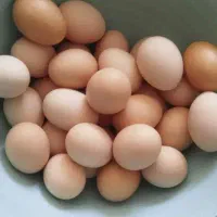 فروش تخم مرغ تازه