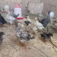 جوجه گلپایگانی