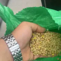 عدس درجه ۱