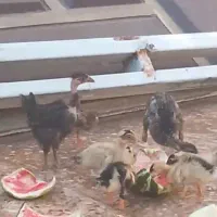 جوجه مرغ و اردک