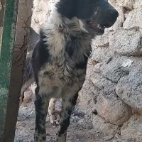 توله لاس گله ای
