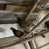 کبوتر باخت دادم