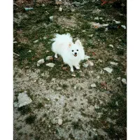 پامریین خرسی