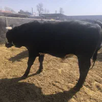 گوساله چاق|حیوانات مزرعه|جوادآباد, |دیوار