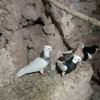 کبوتر