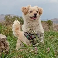 سگ ماده اشپیتژ