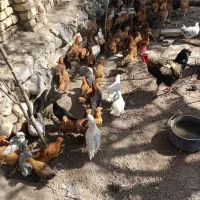 انواع جوجه