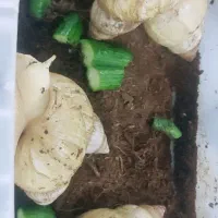 حلزون خانگی