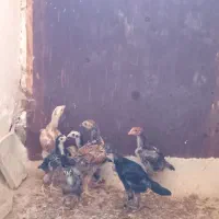 چهارده معصوم