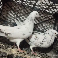 کبوتر کفتر
