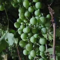 غوره انگور مخصوص آب گیری