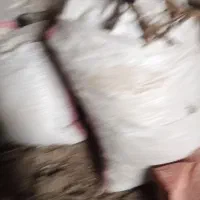 بار کفتر