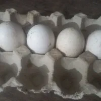 تخم بوقلمون