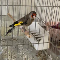 سهره نر دورگ‌زاغ خط چشم دار