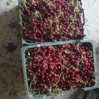 بهترین آلبالوی منطقه