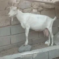 بز سانن