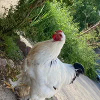 خروس برهما اصیل بالغ